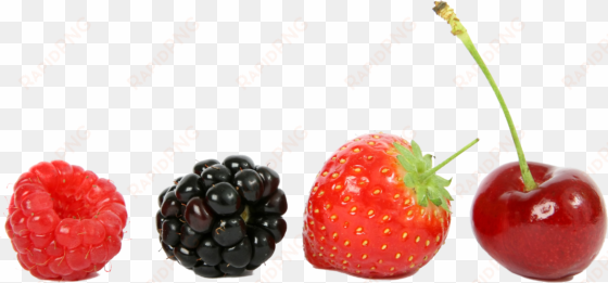 free png food fruits png images transparent - berries in a line