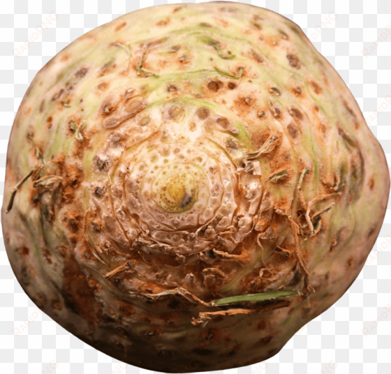 free png fresh celery root png images transparent - portable network graphics