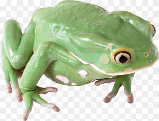 free png frog png images transparent - frog png
