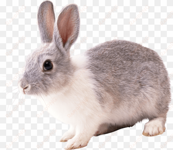 free png gray and white rabbit png images transparent - feeding and watering animals