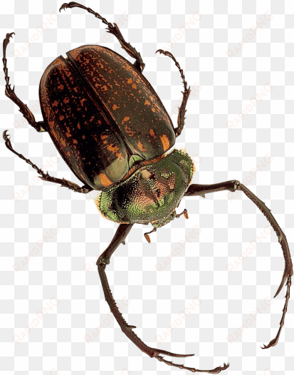 free png insect png images transparent - insect png