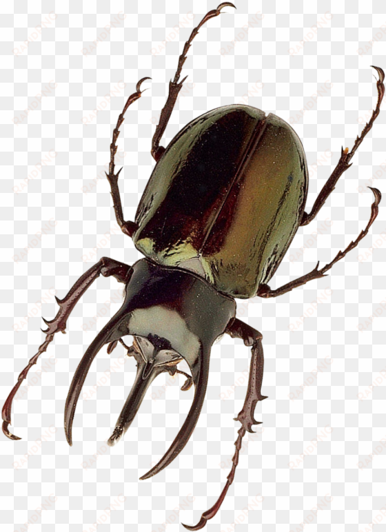 free png insect png images transparent - insect png
