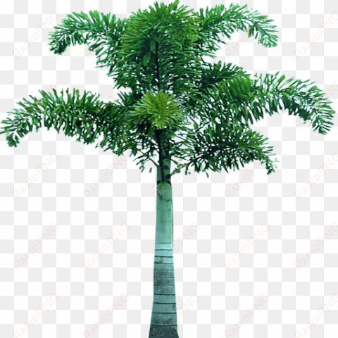 free png palm tree png images transparent - fox tails palm png