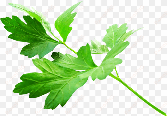 free png parsley leaves png images transparent - parsley png