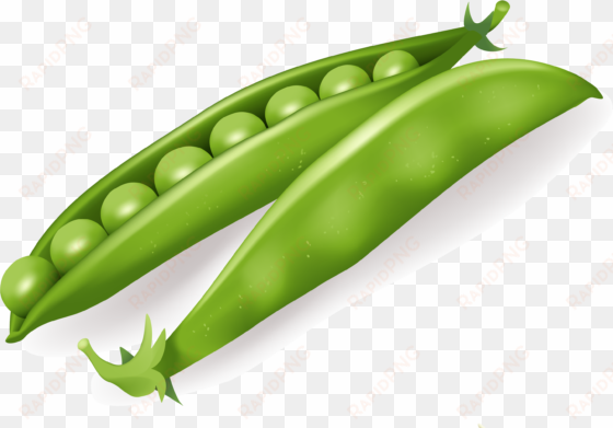 free png pea png images transparent - vegetables vector free