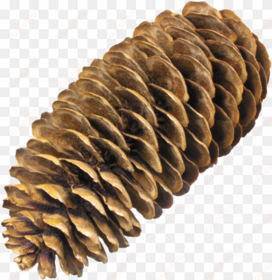 free png pine cone png images transparent - spruce cone png