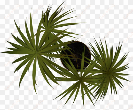 free png plant png images transparent - vegetación en planta png