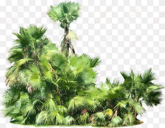 free png plants png images transparent - tropical plants transparent background