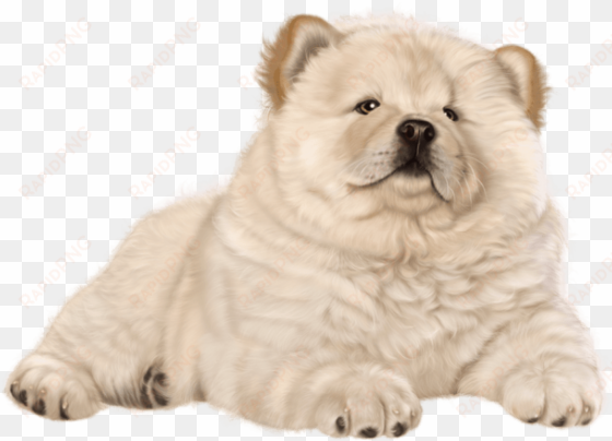 free png puppy png images transparent - chow chow dog png