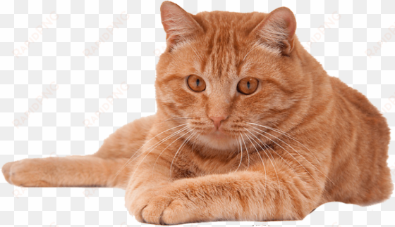 free png red cat png png images transparent - cat png file