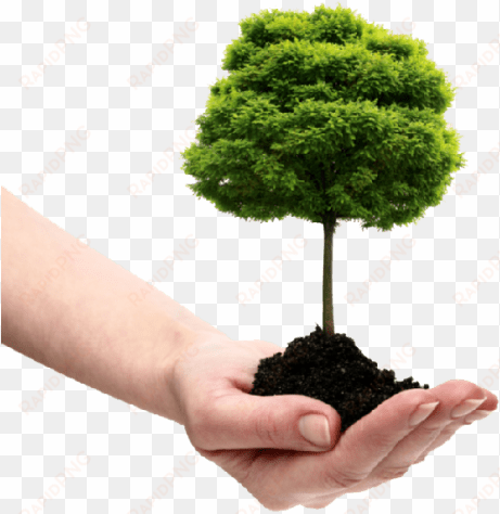 free png save tree png images transparent - plant a tree png