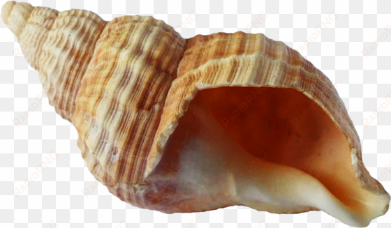 free png sea ocean shell png images transparent - shell png
