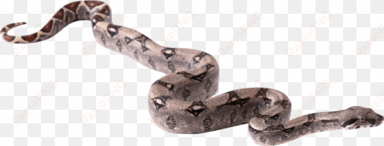 free png snake png pics png images transparent - snake png hd