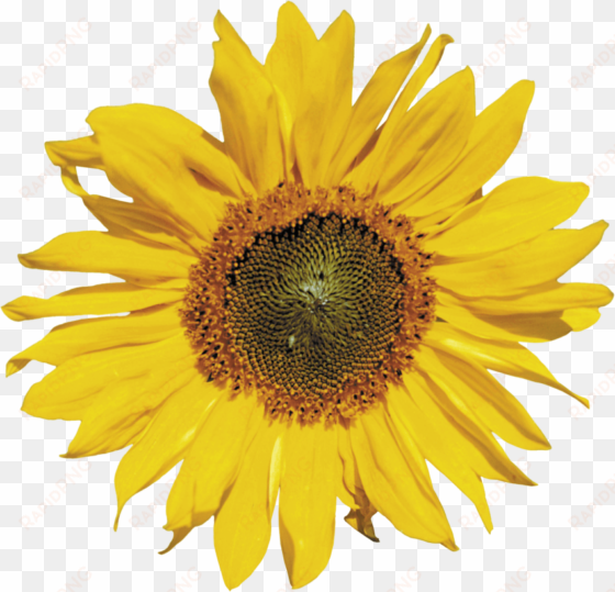 Free Png Sunflower Png Images Transparent - Sunflower Png transparent png image