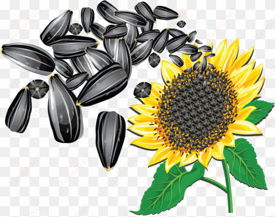free png sunflower seeds png images transparent - sunflower seeds vector png