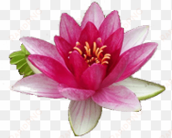 free png water lily png images transparent - water lily flower