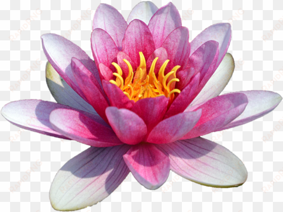 free png water lily transparent png images transparent - water lily flower png