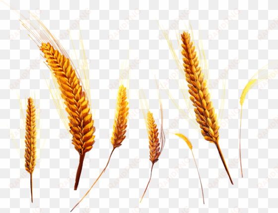 free png wheat png images transparent - wheat