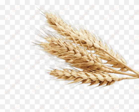 free png wheat png images transparent - wheat transparent background