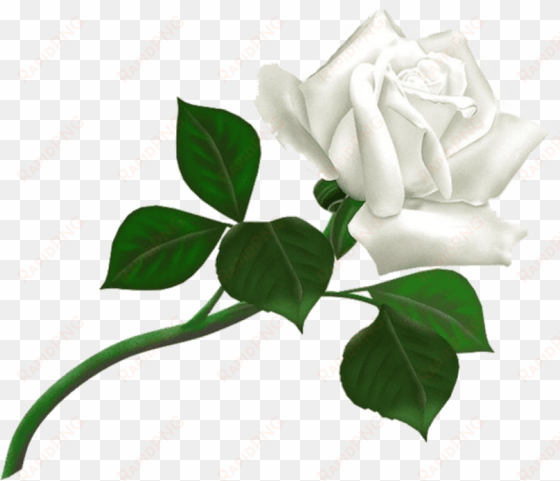 free png white roses png images transparent - white roses with greenery png