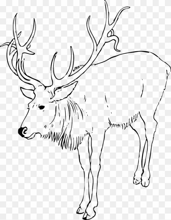 Free Printable Christmas Coloring Pages - Reindeer Clipart Black And White transparent png image