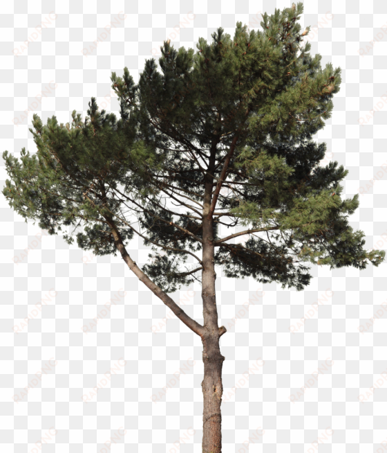 free texture download by svg transparent stock - pine tree cut out png