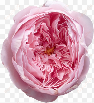 free transparent tumblr roses - english roses png