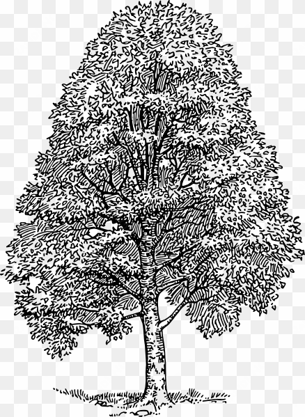 free vector beech tree clip art - beech tree clipart