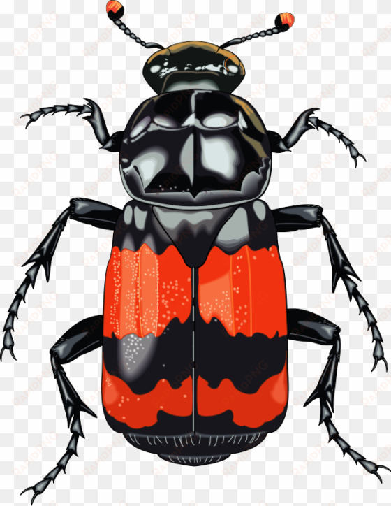 free vector insect - clipart beetle