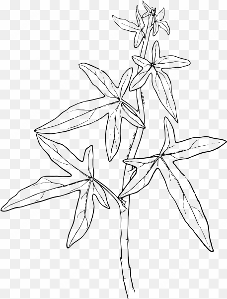 free vector outline ivy plant clip art - plant outline