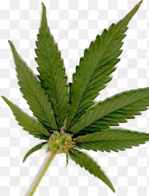 free weed graphics downloads - marijuana leaf