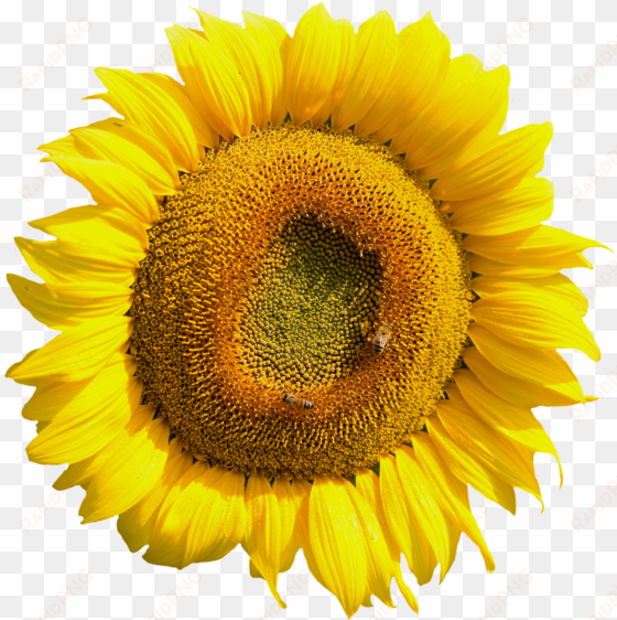 free yellow sunflower flower png image - sun flower flower png