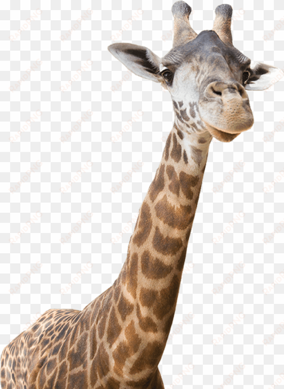 freeuse download giraffe clipart realistic - real giraffe clip art