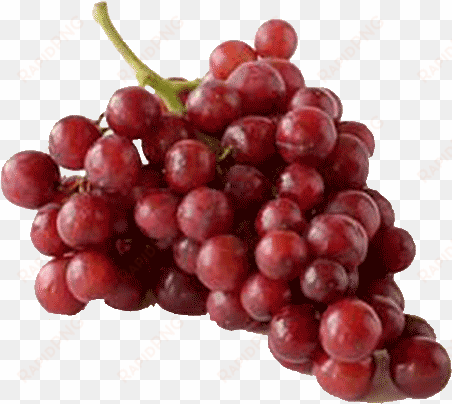 fresh fruit - grapes fruit