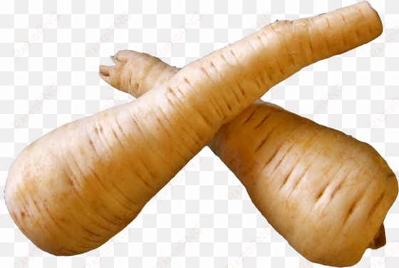 fresh parsnip root png free images toppng - parsnip png