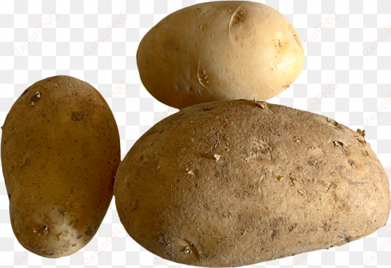 fresh potato png image - portable network graphics