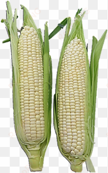 fresh sweet white corn - maize