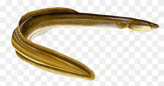 fresh water eel