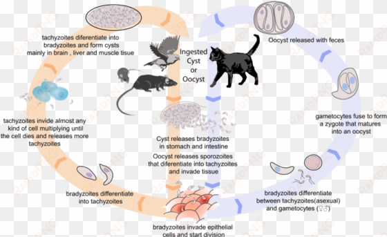 friday fellow - ciclo de toxoplasma gondii