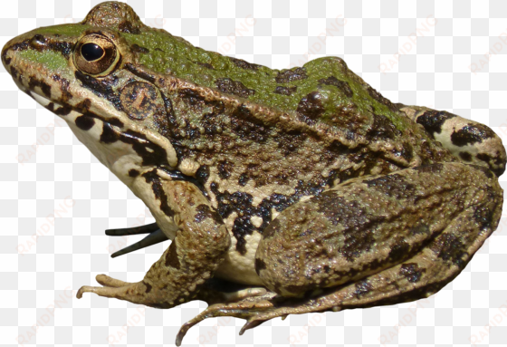 frog png