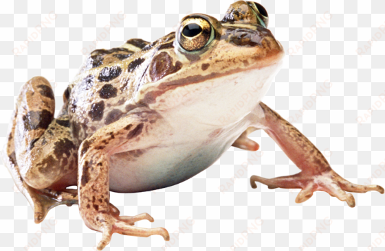 Frog Png transparent png image