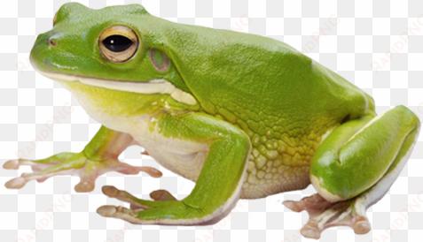 frog png image with transparent background - frog png