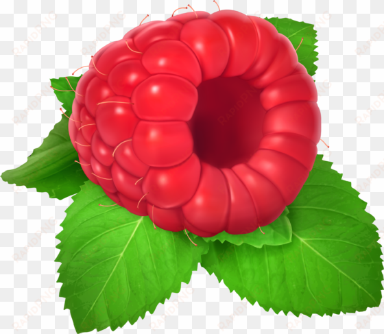 fruits clipart raspberry - raspberry clipart