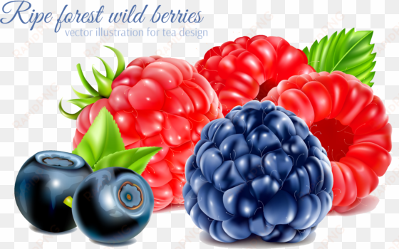 frutti di bosco raspberry fruit - blackberry and raspberry vector