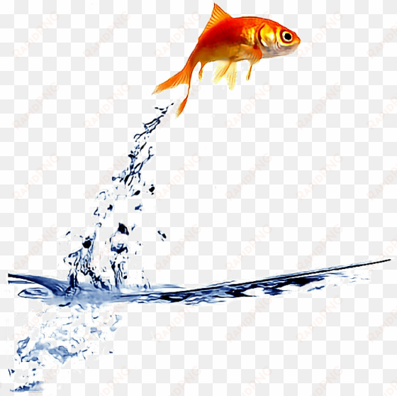 ftestickers goldfish jump fishstickers - fish jumping out of bowl gif