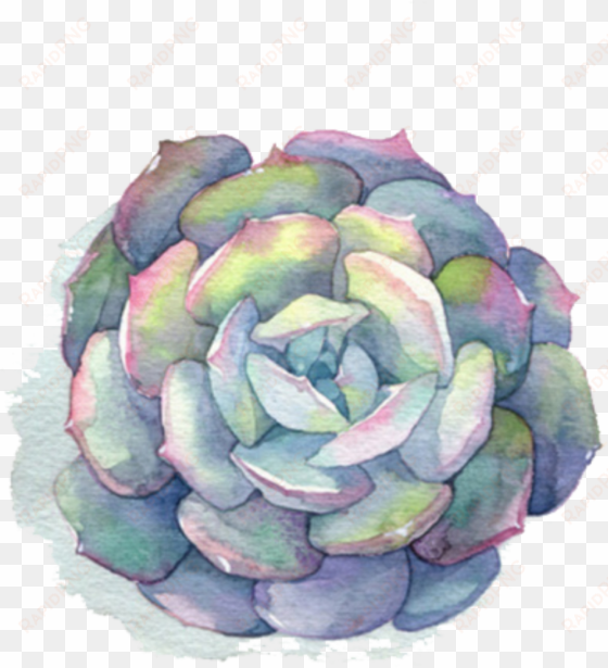 ftestickers watercolor flower succulent - succulent watercolor png