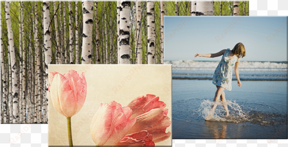 fujifilm photo canvases are manufactured with the utmost - poster: badger's birch trees, 61x41in.