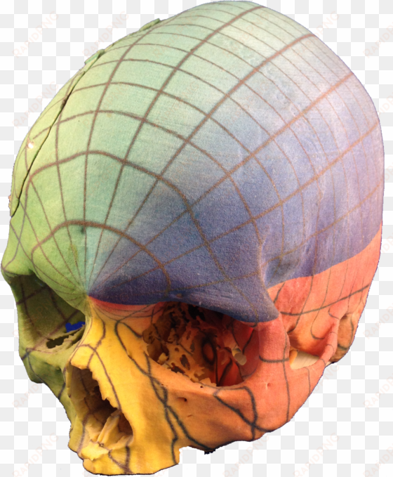 full color 3d print skull - skull