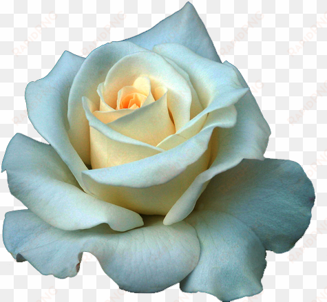 full grown white rose png - beautiful white rose flowers