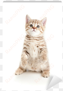 funny cat kitten standing on hind legs wall mural • - kitten standing
